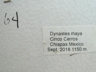 DYNASTES MAYA MALE FROM CHIAPAS,  MEXICO 64 mm 4