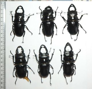 Lucanidae.  6 X Odontolabis Sp,  75mm.  Palu (24)