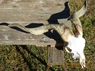 Billy Goat Skull With Curly Horns Taxidermy Hunting Gothic Bone Crafts