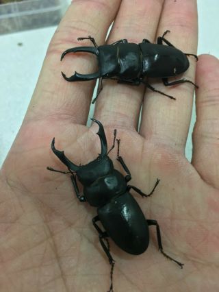 Stag Beetle,  Dorcus Rectus Rectus,  Pair: All Mm All