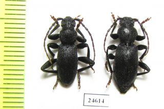 Cerambycidae,  Drymochares Starcki,  Pair,  Abkhazia