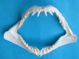 11 1/4” Tall Mouth Mako Shark Jaw Mouth Taxidermy For Scientic Study Sd - 161