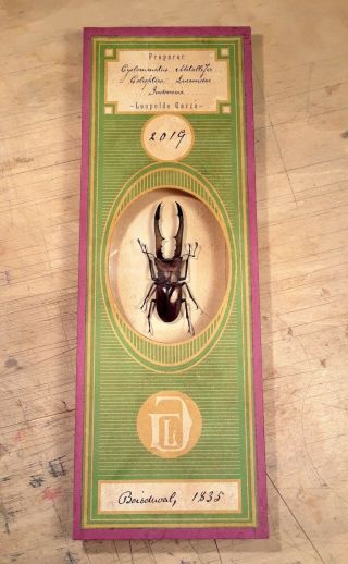Antique Microscope Slide Style Insect Mount.  Metalifer