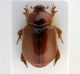 Coleoptera Beetles Dynastidae Calicnemis Sardiniensis M