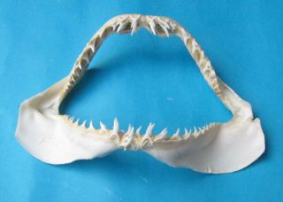 13” Wide Mako Shortfin Shark Jaw Tall Mouth Taxidermy Scientic Study Sd - 205