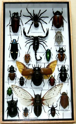 20 Real Mounted Beetle Boxed Rare Insect Display Taxidermy Entomology Zoology