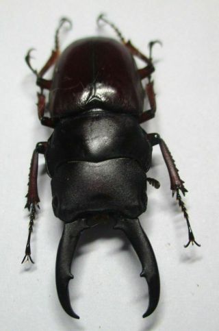 J002 Lucanidae: Prosopocoilus Julietae Male 40mm