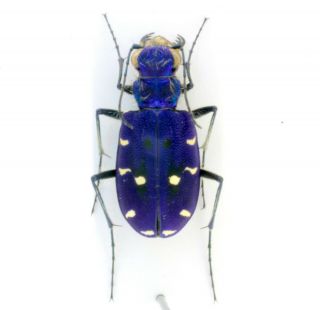 Coleoptera Beetles Carabidae Cicindela Campestris Saphyrina