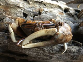 Coconut Crab Birgus latro plus Fiddler Crab 3