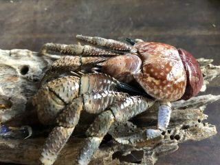Coconut Crab Birgus latro plus Fiddler Crab 4