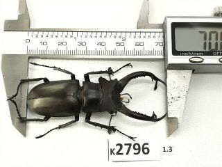 K2796 Unmounted Beetle Lucanus Dongi 70mm Vietnam Central