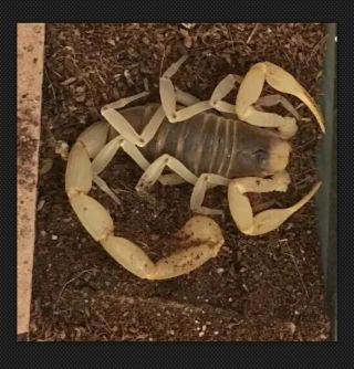 Live Rare Arizona Scorpion - Large To Extra Large