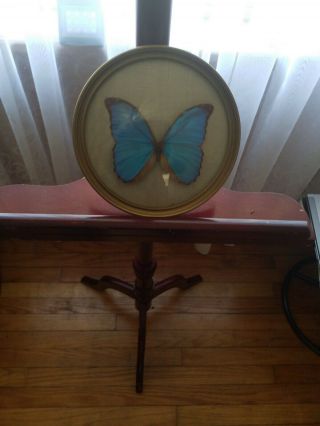 Real Framed Giant Blue Morpho Menelaus Butterfly Gwynne Vinage