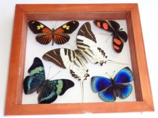5 Real Framed Butterflies Size 6.  5  X7.  5inches Double Glass Papilio Androcles