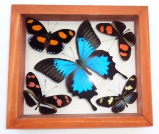5 Real Framed Butterflies Size 6.  5  X7.  5inches Double Glass Papilio Ulysses.