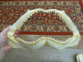(sj01 - 19f) 14 " Common Blacktip Black Tip Shark B Grade Jaw Sharks Jaws Teeth