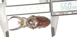 Beetle Lucanidae Lucanus Victorius Yunnan 66mm