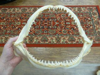 (sj01 - 19a) 14 " Common Blacktip Black Tip Shark B Grade Jaw Sharks Jaws Teeth
