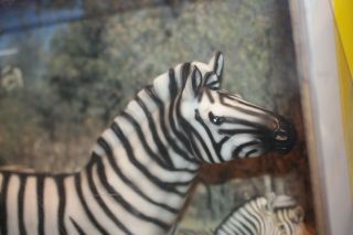Breyer Damara Zebra Mare 468 Retired Traditional Wild Animal Nib