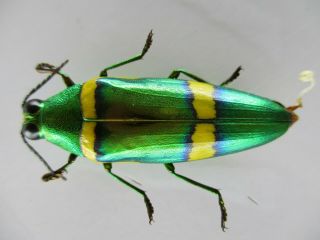 50058 Buprestidae,  Chrysochroa sp?.  Vietnam South 2