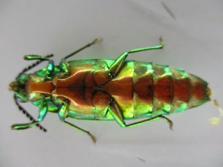 50058 Buprestidae,  Chrysochroa sp?.  Vietnam South 3