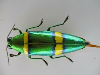 50046 Buprestidae,  Chrysochroa sp?.  Vietnam South 2