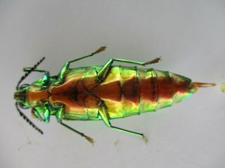 50046 Buprestidae,  Chrysochroa sp?.  Vietnam South 3