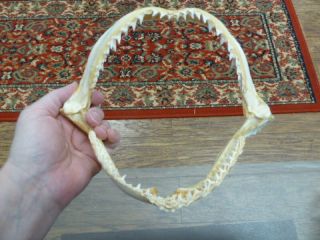 (sj161 - 60 - 2) 9 " Smooth Hammerhead Shark B Grade Jaw Sharks Jaws Teeth Taxidermy