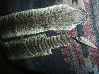 Rattlesnake Skin Prairie Rattler Hide Soft Tanned Bow Wrap Blanks Art 44 Inch Y3