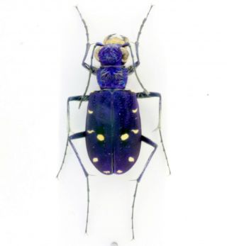 Coleoptera Beetles Carabidae Cicindela Campestris Saphyrina M