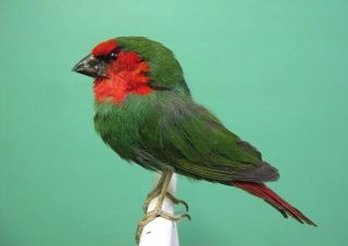 Red Throat Parrot Finch Real Bird Taxidermy Mount