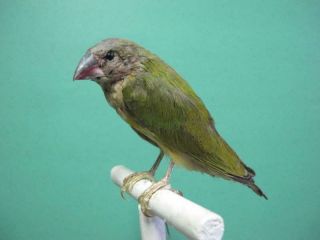 Green And Fawn Finch Real Bird Taxidermy Mount