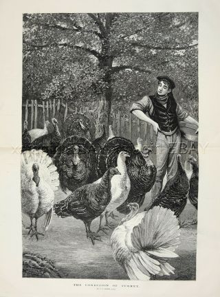 Bird Turkey Farm & Farmer,  Huge Double - Folio 1880s Antique Print