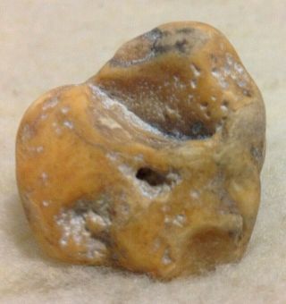 Prehistoric Dinosaur Embryo Fossil From Oregon Museum Quality Us