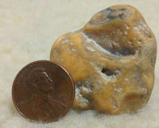Prehistoric Dinosaur Embryo Fossil from Oregon Museum Quality US 2