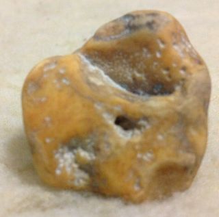Prehistoric Dinosaur Embryo Fossil from Oregon Museum Quality US 4