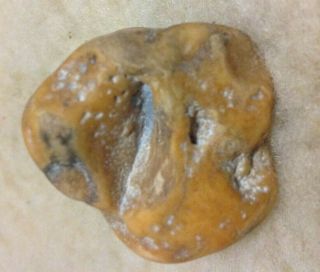 Prehistoric Dinosaur Embryo Fossil from Oregon Museum Quality US 6