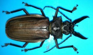 Cerambycidae/prioninae Macrodontia Crenata Male 65 Mm Code 5 From Peru