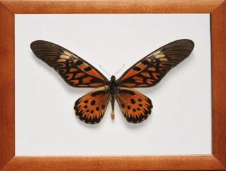 Real Insect: Papilio Antimachus In Frame Made Of Expensive Wood