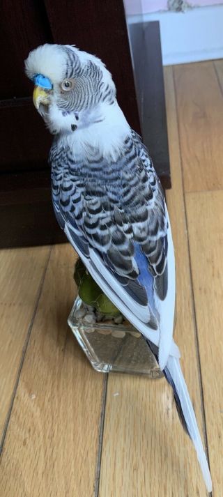 Taxidermy Budgie Parakeet Parrot Bird Unmounted