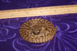 Baby Western Diamondback Rattlesnake Coiled,  Taxidermy Approximately 12 "