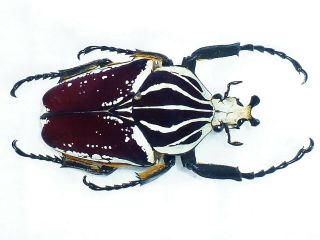 Goliathus Conspersus Male Big 74mm,  Form And Color Cameroon