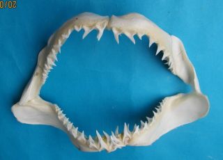 14 1/2” Mako Shortfin Shark Jaw Mouth Taxidermy Scientific Study Sd - 350