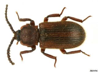 Coleoptera Tenebrionidae Gen.  Sp.  N.  Thailand 6mm