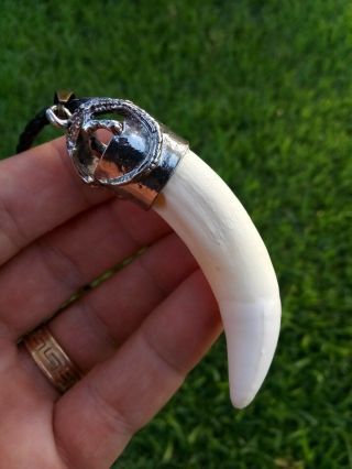 Authentic X Large Alligator Tooth Large Alligator Tooth For Jewelry Necklace