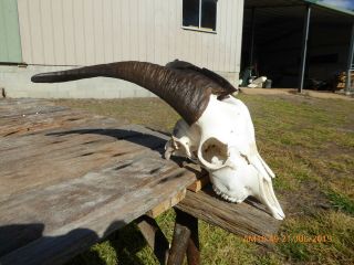 Billy Goat Skull With Dark Horns Taxidermy Hunting Gothic Bone Crafts