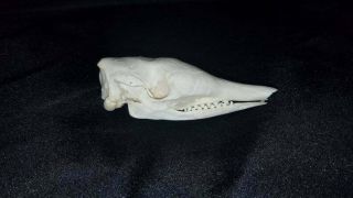 Real Grade A Nine Banded Armadillo Animal Skull - Skeleton Taxidermy Gift