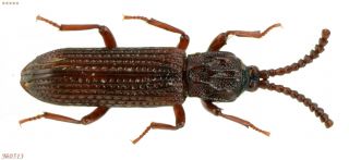 Coleoptera Tenebrionidae Gen.  Sp.  N.  Thailand 4,  5mm