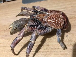 Coconut Crab Birgus Latro Taxidermy’