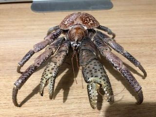 Coconut Crab Birgus latro Taxidermy’ 2
